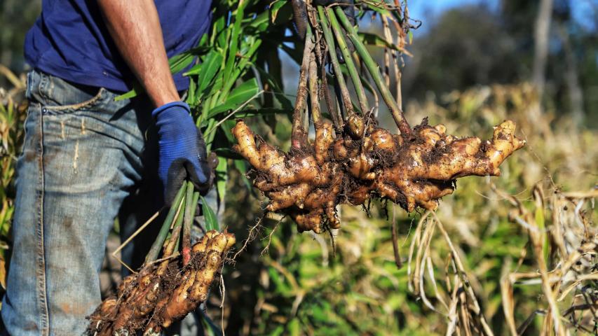  IDR-PR organiza evento nacional com foco em extensão e pesquisa agropecuária 