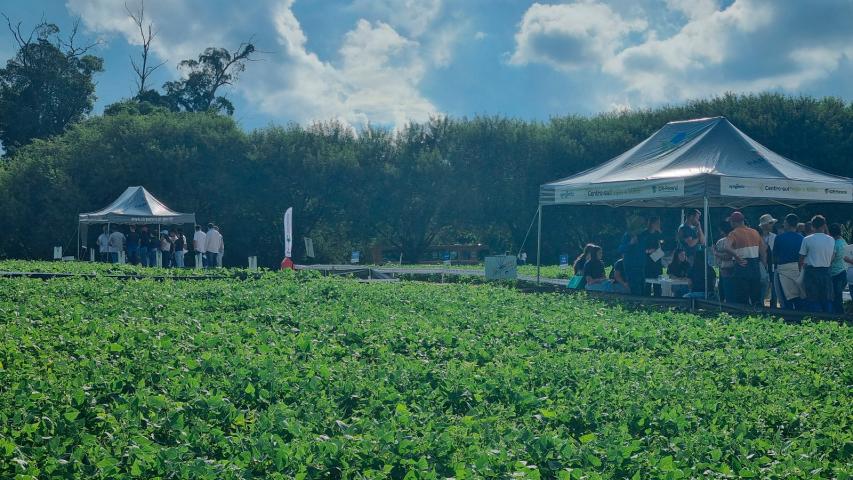  Novidades do cultivo e tecnologias serão apresentados no Dia de Campo Feijão Paraná 