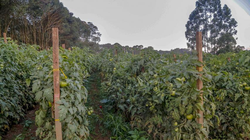  Paraná tem 3º maior rebanho de coelhos do País; olericultura atingiu VBP de R$ 7,1 bilhões 