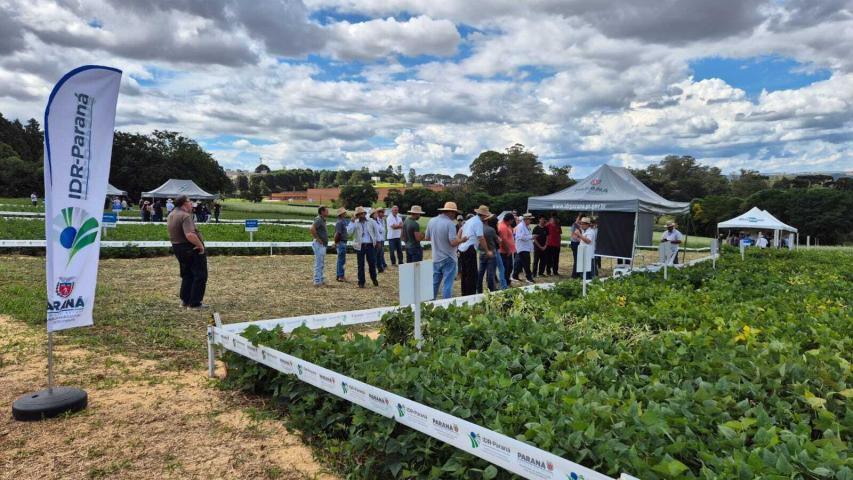  Dia de Campo Feijão Paraná reúne 340 participantes em Ponta Grossa 