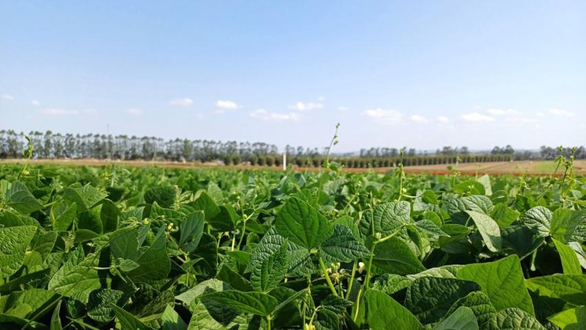  IDR-Paraná lança cultivar de feijão em Ponta Grossa 