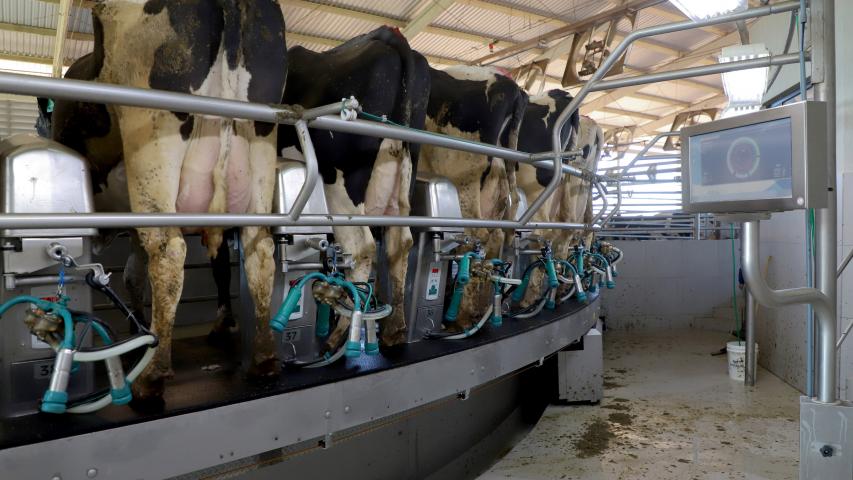  Cenário atual projeta aumento na remuneração do leite no Paraná, aponta Deral 