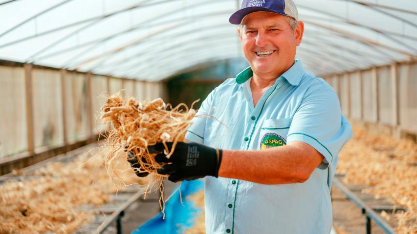  25º do Paraná: ginseng de Querência do Norte conquista selo de Indicação Geográfica 