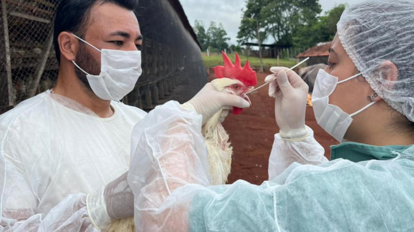 Paraná conclui ciclo 2025/2026 de vigilância ativa para Influenza Aviária e Doença de Newcastle