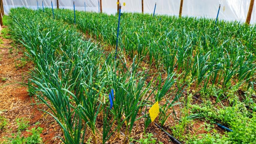 Com avanço da área cultivada, Noroeste fortalece produção de alho no Paraná