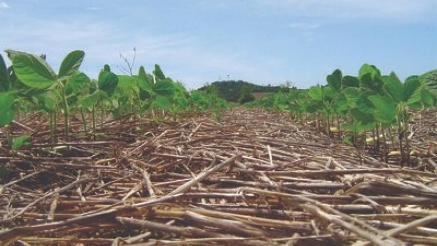 Plantio direto: tecnologia que nasceu no Paraná ajuda a produzir mais e preservar o meio ambiente